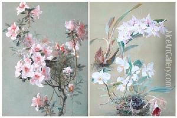 Botanical Studies Of Orchids And Azaleas Oil Painting - William Mussill