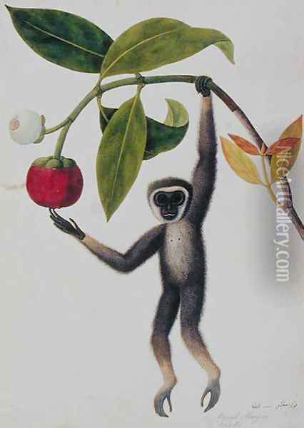 Boack Manqies Ono ka, from 'Drawings of Animals, Insects and Reptiles from Malacca', c.1805-18 Oil Painting - Anonymous Artist