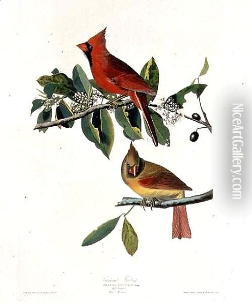 Cardinalis cardinalis (Northern Cardinal) one male and two females Oil Painting - John James Audubon