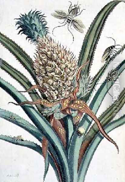 Pineapple with Insects engraved by J Mulder plate 1 from The Metamorphosis of the Insects of Surinam Oil Painting - Maria Sibylla Merian