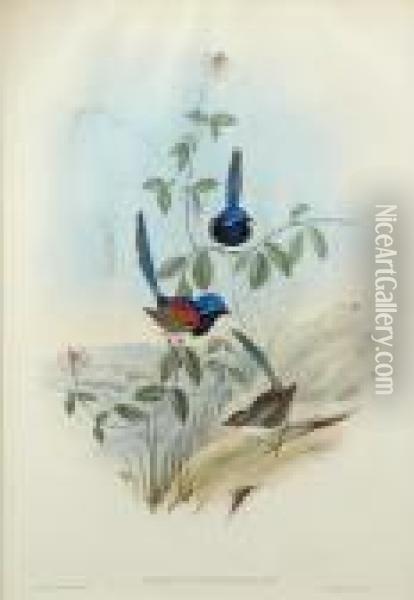 Beautiful Wren; Oil Painting - John H. Gould
