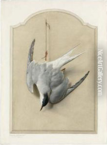 Trompe L'oeil With A Common Tern Oil Painting - Edouard Travies