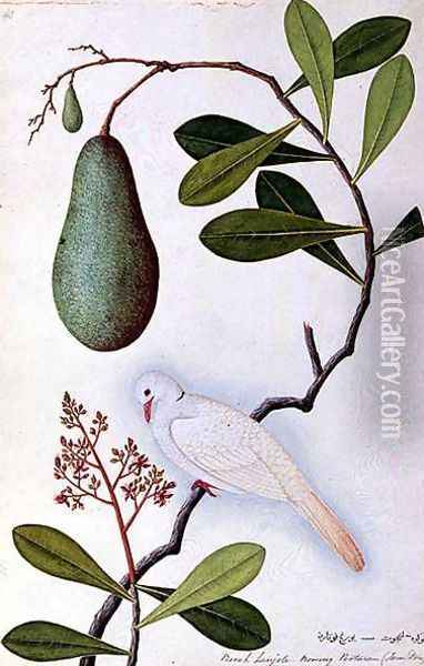 Java Dove or Boorah Poutaran, from 'Drawings of Birds from Malacca', c.1805-18 Oil Painting - Anonymous Artist