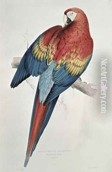 Red and Yellow Macaw Oil Painting - Edward Lear