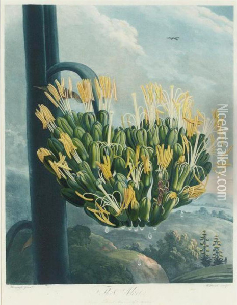 Temple Of Flora: The Aloe Oil Painting - Robert John, Dr. Thornton