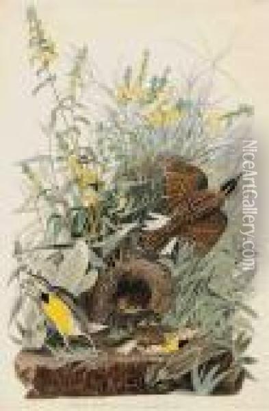 Meadow Lark Oil Painting - John James Audubon