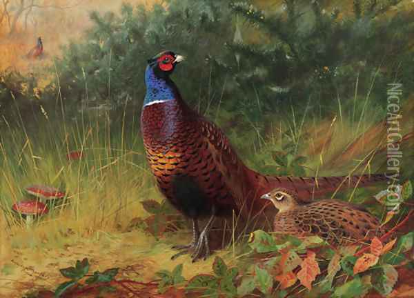 'In the Furze Breake' A cock and hen pheasant among gorse Oil Painting - Archibald Thorburn