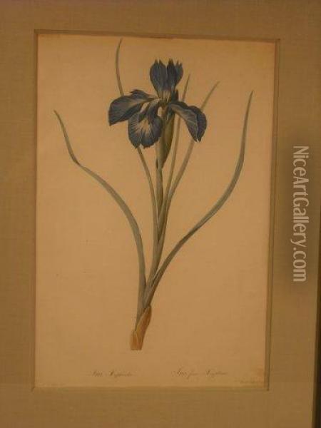 Iris, Planche De La Serie Les Liliacees Oil Painting - Pierre-Joseph Redoute