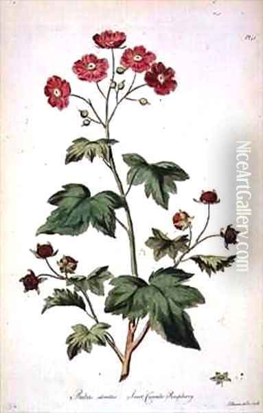 Raspberry Sweet Canada from The British Herbal Oil Painting - John Edwards
