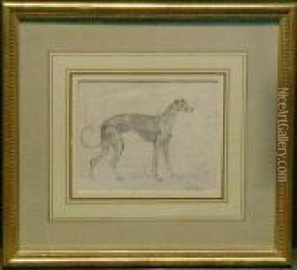 A Greyhound Oil Painting - Sawrey Gilpin