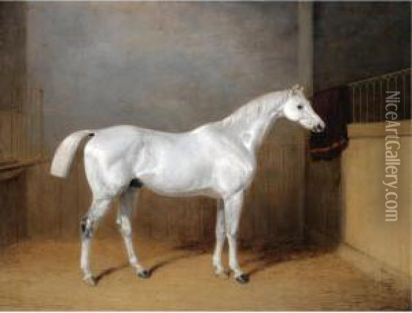 A Favourite Grey Horse Belonging To George Reed Standing In A Loose Box Oil Painting - William Barraud
