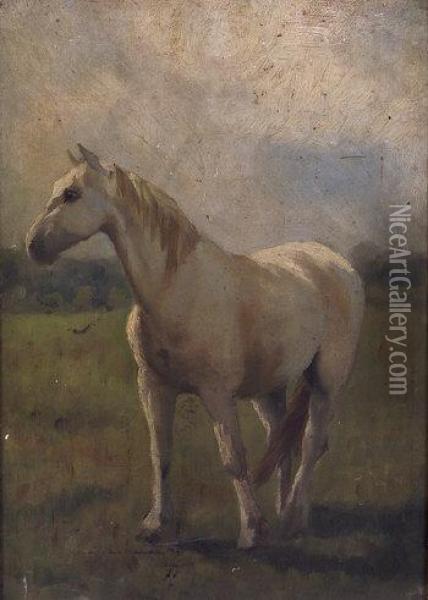 Study Of A White Horse Oil Painting - Cairnes Harry Stein