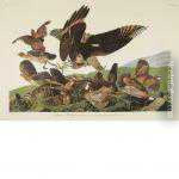Virginian Partridge Oil Painting - John James Audubon