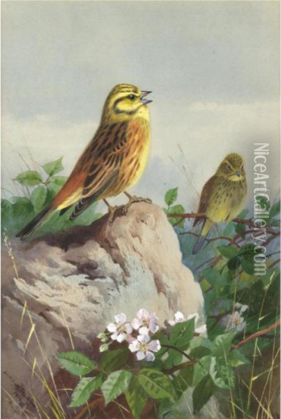 A Pair Of Yellowhammers Oil Painting - Archibald Thorburn