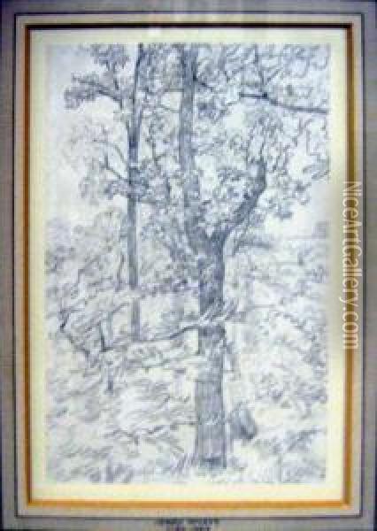 'sketch Of A Tree', Pencil, 11cm X 17cm, Framed Oil Painting - Henry Wyatt