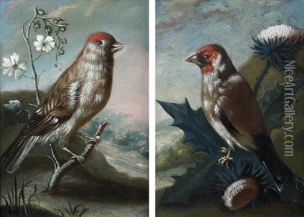 Chardonneret Et Linotte Melodieuse (pair) Oil Painting - Johann Adalbert Angermayer