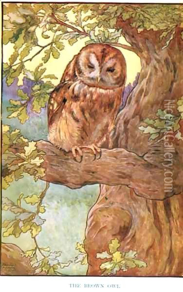 The Brown Owl, illustration from 'Country Ways and Country Days' Oil Painting - Frank Adams