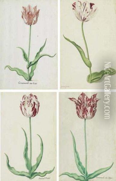 Series Of Five Depictions Of Tulips Oil Painting - Pieter the Younger Holsteyn