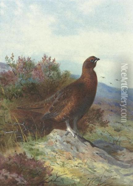 Red Grouse On A Moor Oil Painting - Archibald Thorburn
