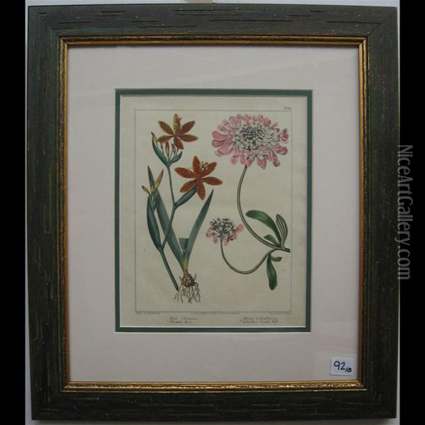 Botanical Studies Oil Painting - Sydenham Teast Edwards