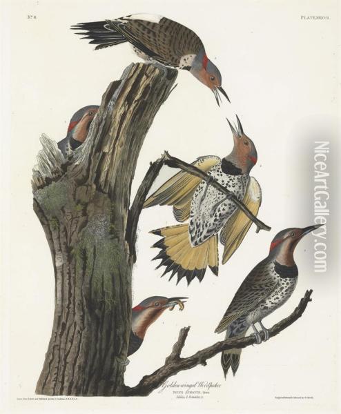 Golden-winged Woodpecker (plate Xxxvii) Oil Painting - Robert I Havell
