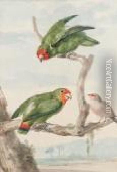 Two Green Parakeet And A Brazilian Robin Perching On A Tree Oil Painting - Aert Schouman