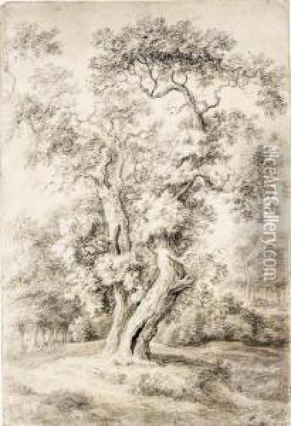Study Of An Oak Tree In Woodland Oil Painting - Simon De Vlieger