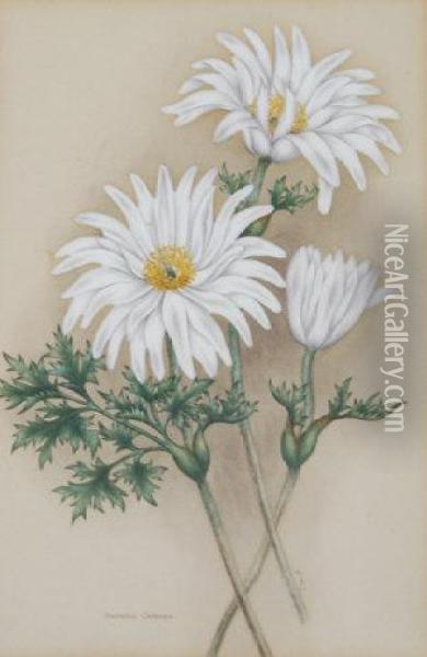 Anemone Capensis Oil Painting - Ethel May Dixie