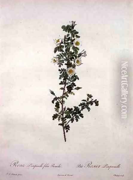 Rosa pimpinelli folia pumila dwarf Scotch rose, engraved by Chapuy, from Les Roses, 1817-24 Oil Painting - Pierre-Joseph Redoute