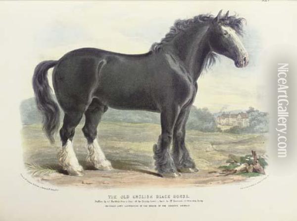 The Breeds Of The Domestic Animals Of The British Isles Oil Painting - David I Cox