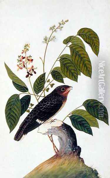 Exotic Bird, from 'Drawings of Birds from Malacca', c.1805-18 (4) Oil Painting - Anonymous Artist