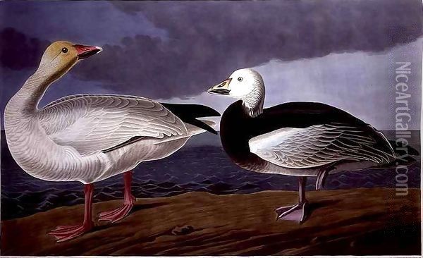 Snow Goose, from 'Birds of America' Oil Painting - John James Audubon