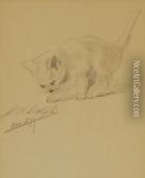 Sketch Of A Kitten Oil Painting - John Henry Dolph