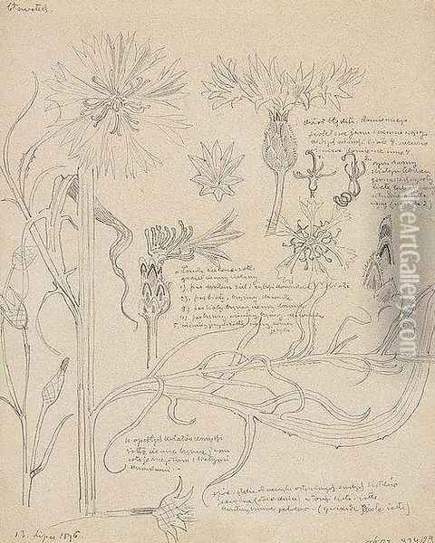 Cornflower, II sketchbook Flowers Oil Painting - Stanislaw Wyspianski