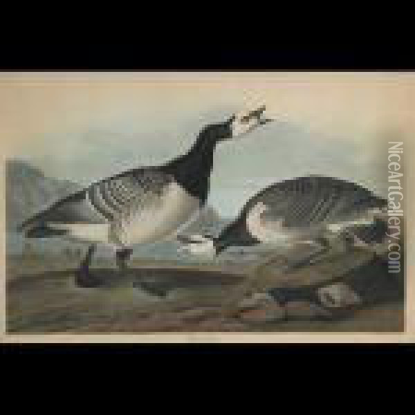 Barnacle Goose, Plate Ccxcvi (from The Havell Edition Of The Birdsof America) Oil Painting - John James Audubon