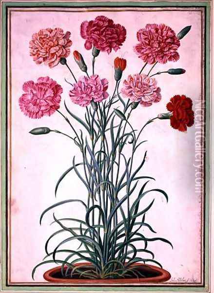Carnations growing from a pot, plate 25 from the Nassau Florilegium Oil Painting - Johann Jakob Walther