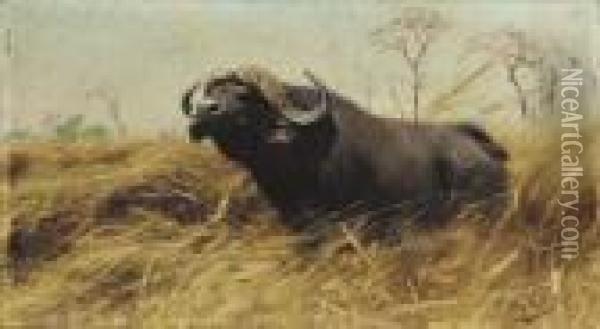 An African Buffalo Oil Painting - Wilhelm Kuhnert
