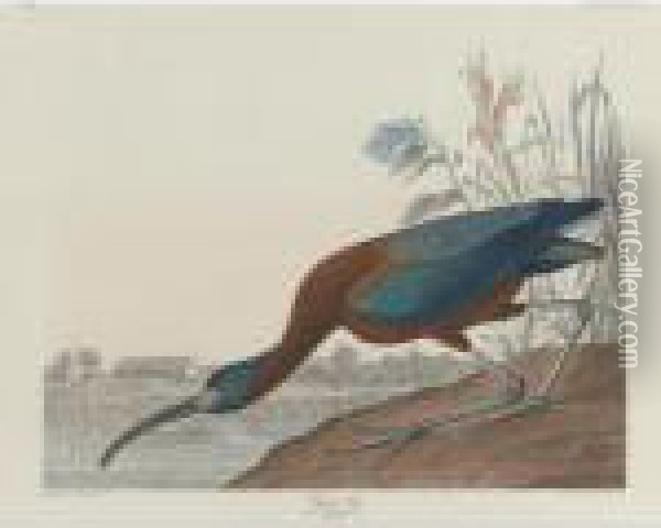 Glossy Ibis (plate Ccclxxxvii) Oil Painting - John James Audubon