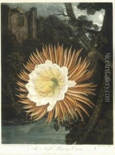 The Night-blooming Cereus, From 
The Temple Of Flora Oil Painting - John Robert Wildman