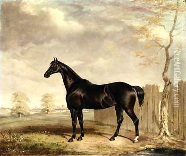 Gypsy, A Black Horse in a Landscape Oil Painting - Abraham and Webster, Thomas Cooper