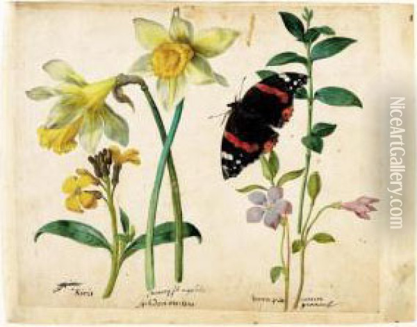 A Sheet Of Studies Of Flowers: A
 Gilliflower, Two Wild Daffodils, A Lesser Periwinkle And A Red Admiral 
Butterfly Oil Painting - Jacques (de Morgues) Le Moyne
