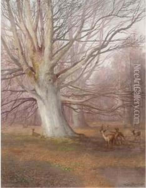 Deer In A Beech Wood Oil Painting - Sydney Herbert