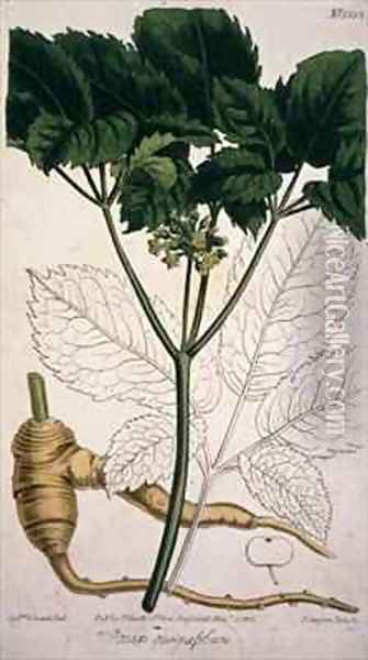 Panax quinquefolium Ginseng Oil Painting - Sydenham Teast Edwards