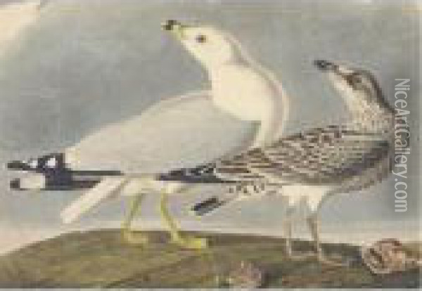 Common American Gull Oil Painting - John James Audubon