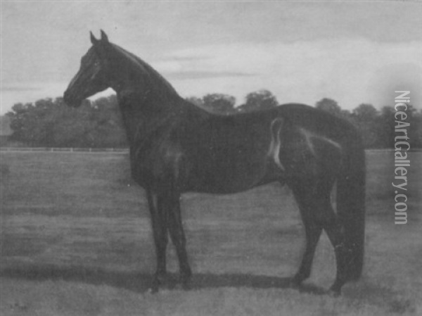 Black Stallion Oil Painting - Alexander Pope