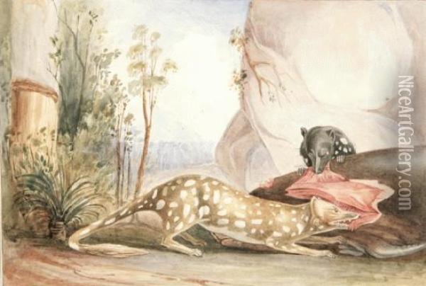Native Cats Of Australia Oil Painting - Lesueur, Charles Alexandre