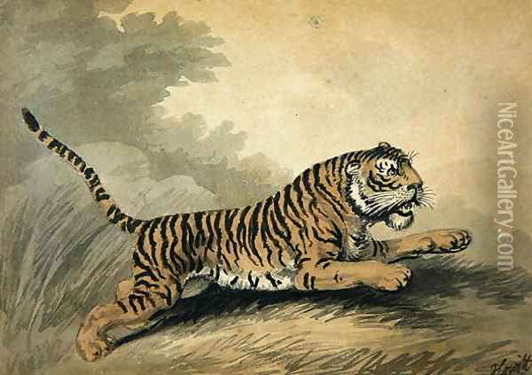 A Tigress leaping to the right Oil Painting - Samuel Howitt