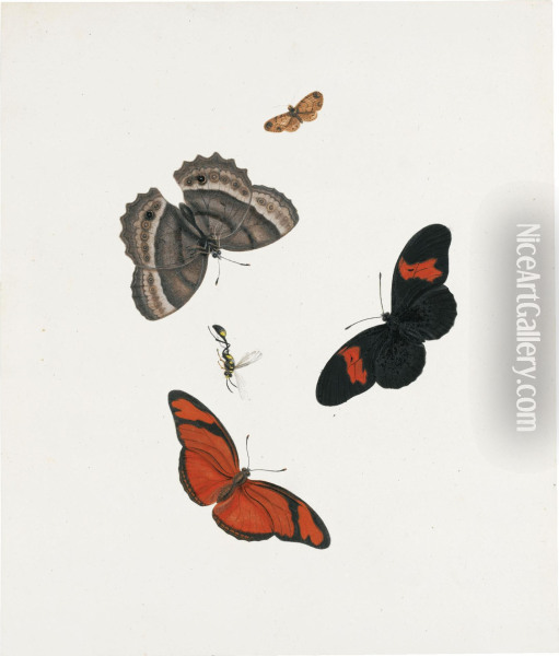 Three Butterflies, A Moth And A Wasp Oil Painting - Johannes Bronkhorst
