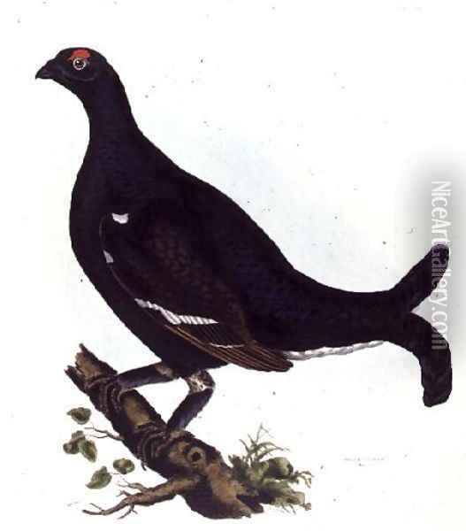 Black Grouse, from Illustrations of British Ornithology Oil Painting - Prideaux John Selby