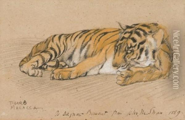 Tigre Couche Oil Painting - Pascal-Adolphe-Jean Dagnan-Bouveret